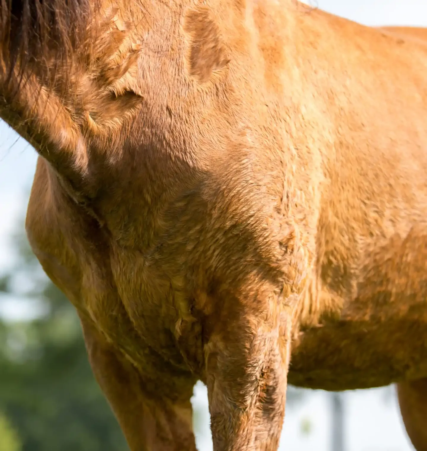 stichtingdepaardenkamp_PPID_lichaampaard