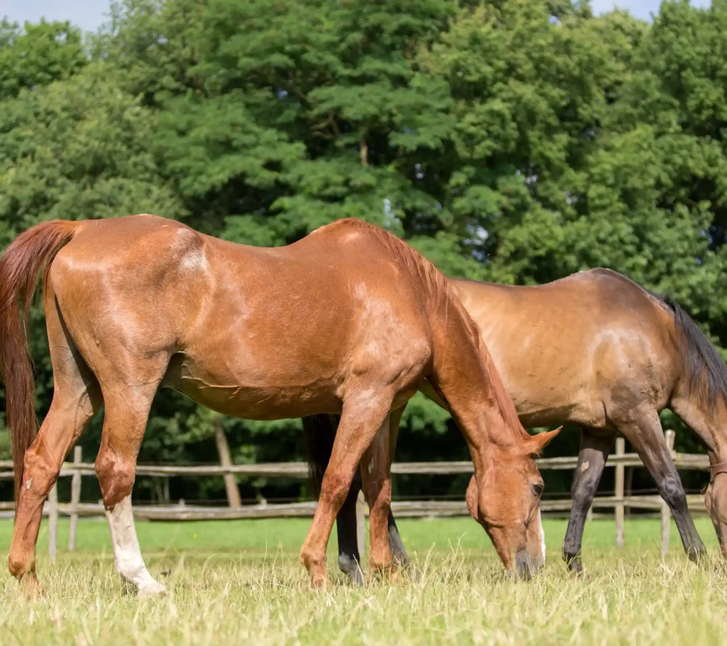 stichtingdepaardenkamp_PPID_paardenindewei