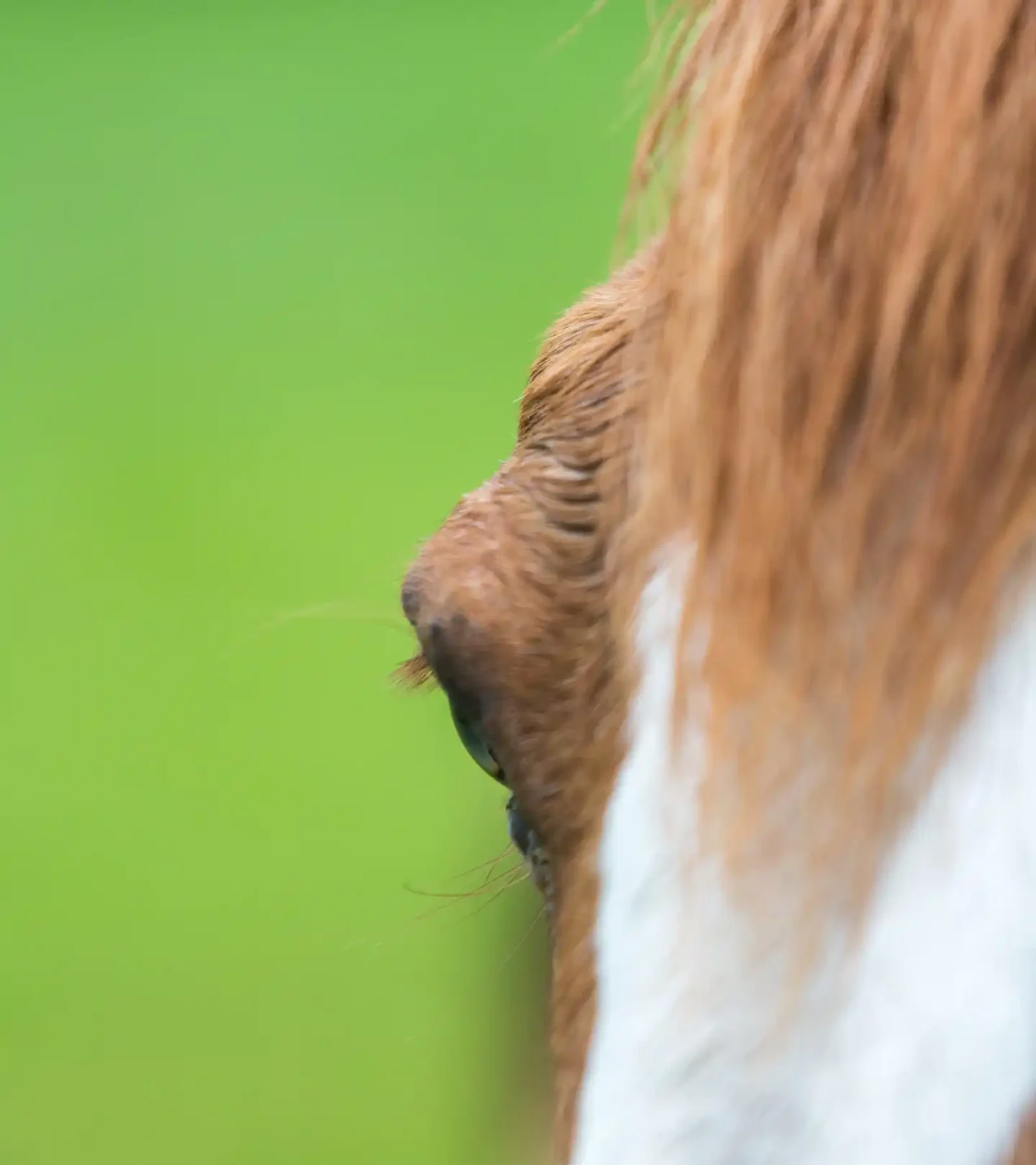 stichtingdepaardenkamp_PPID_paardmetoog