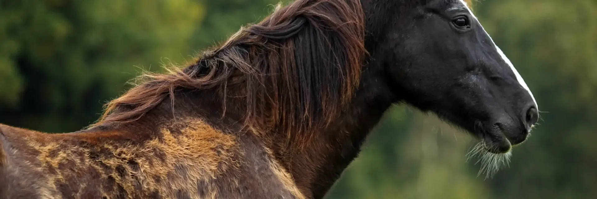 stichtingdepaardenkamp_PPID_paardmetvlekjes