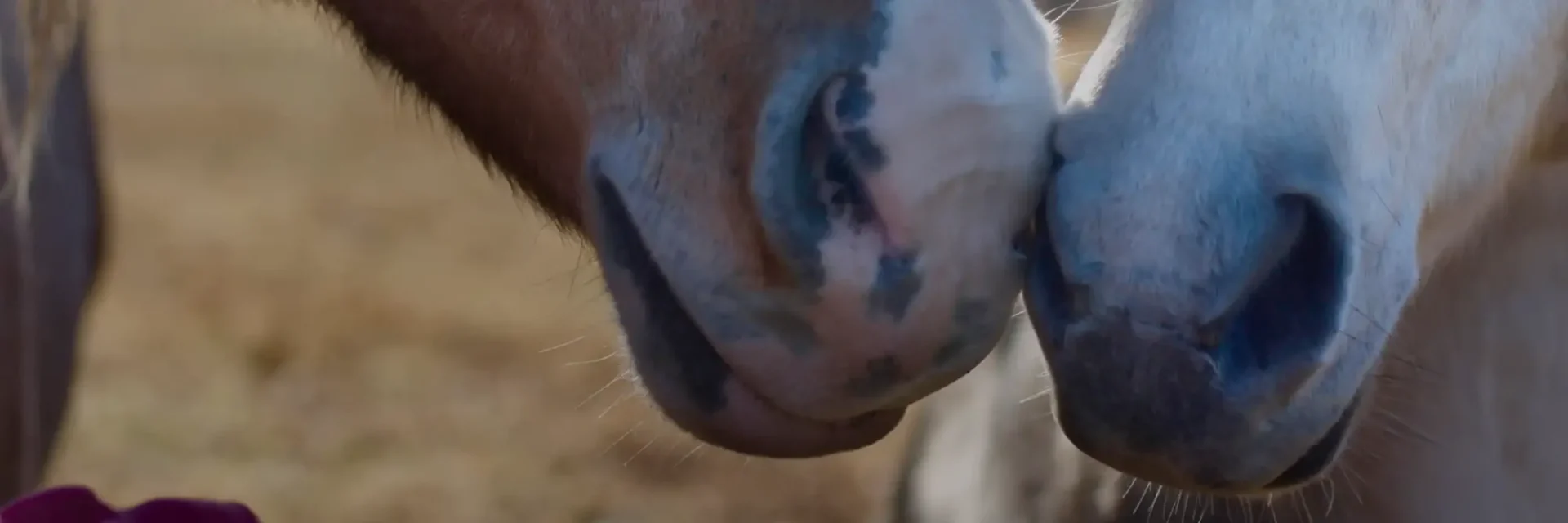 stichtingdepaardenkamp_bezoek_paardenneuzen