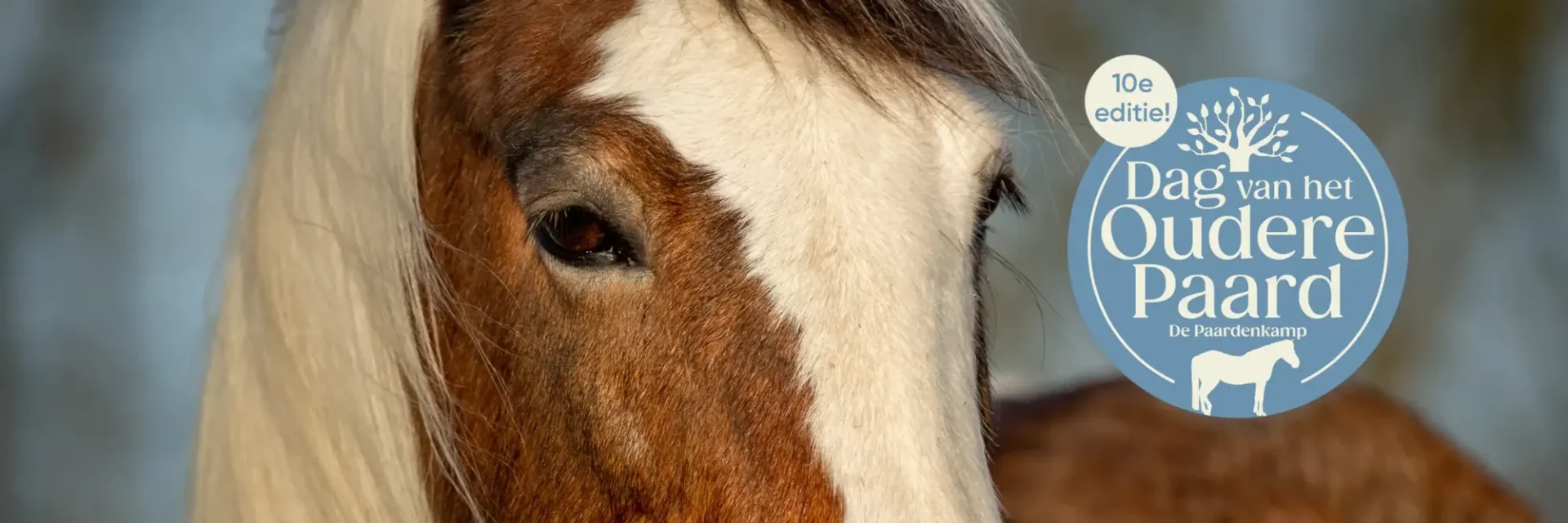 stichtingdepaardenkamp_dagvanhetouderepaard_ouderpaard