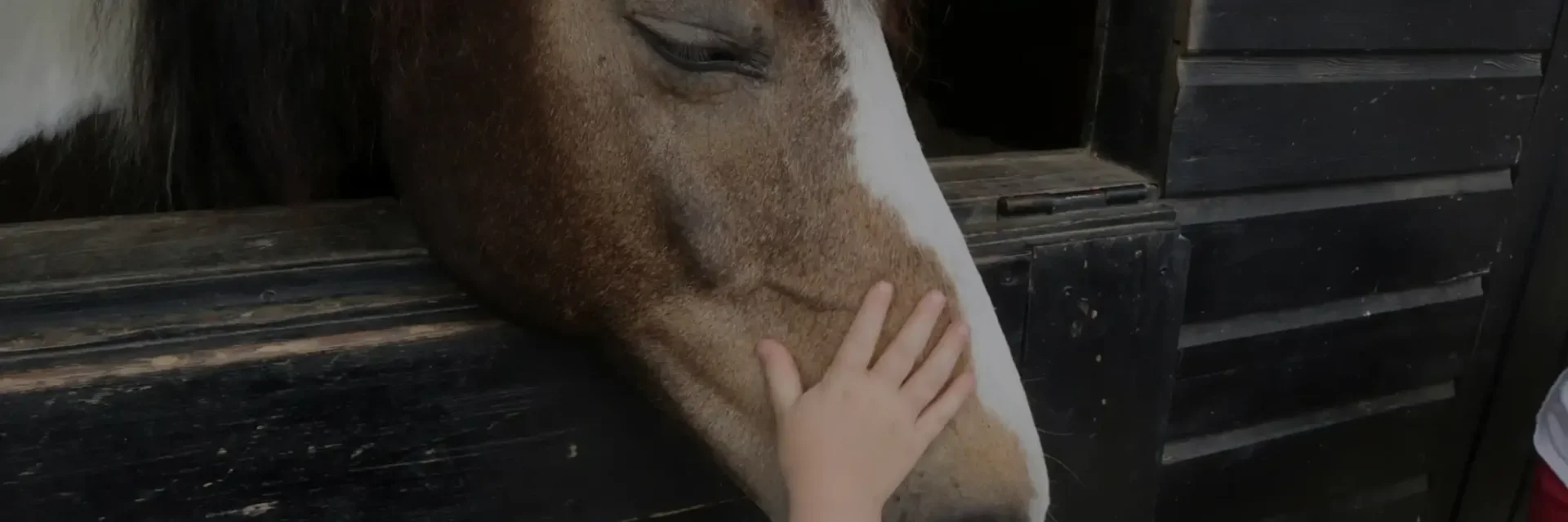 stichtingdepaardenkamp_kind_paardaaien