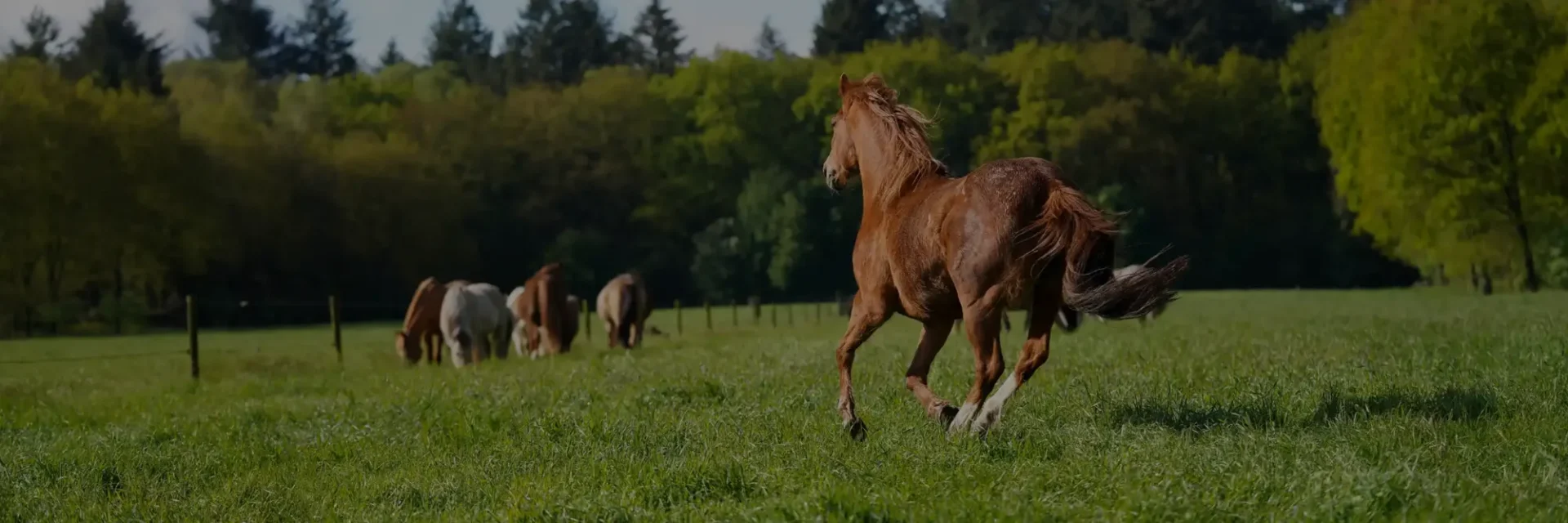 stichtingdepaardenkamp_onzepaarden_paardrennen