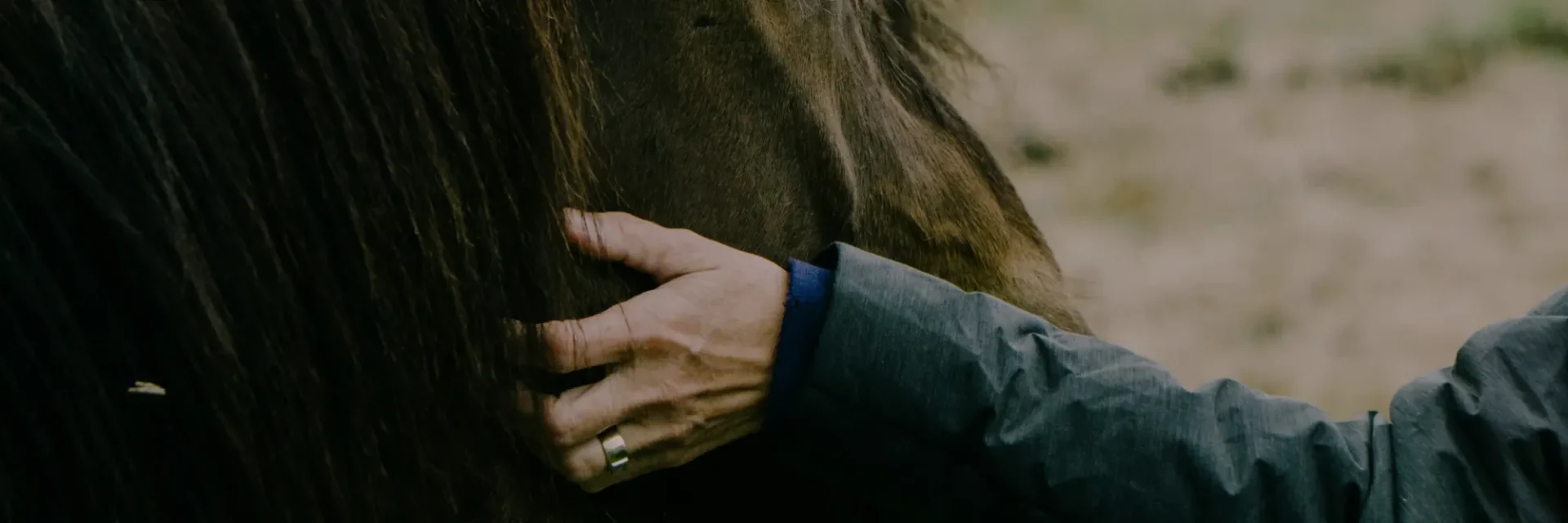 stichtingdepaardenkamp_overons_paardhand